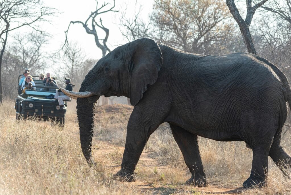 Close-up of an African elephant and tourists on a safari in the African savanna.