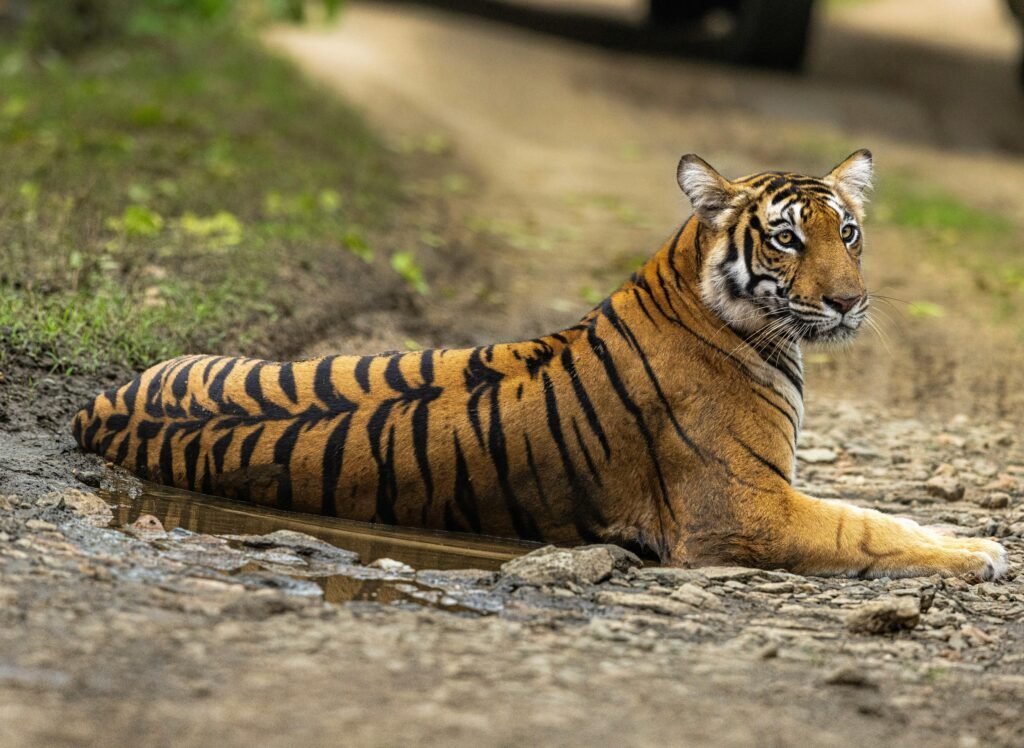Close-up of a Bengal Tiger relaxing on a dirt path in Karnataka, India.