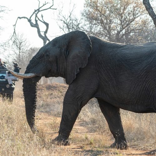 Close-up of an African elephant and tourists on a safari in the African savanna.